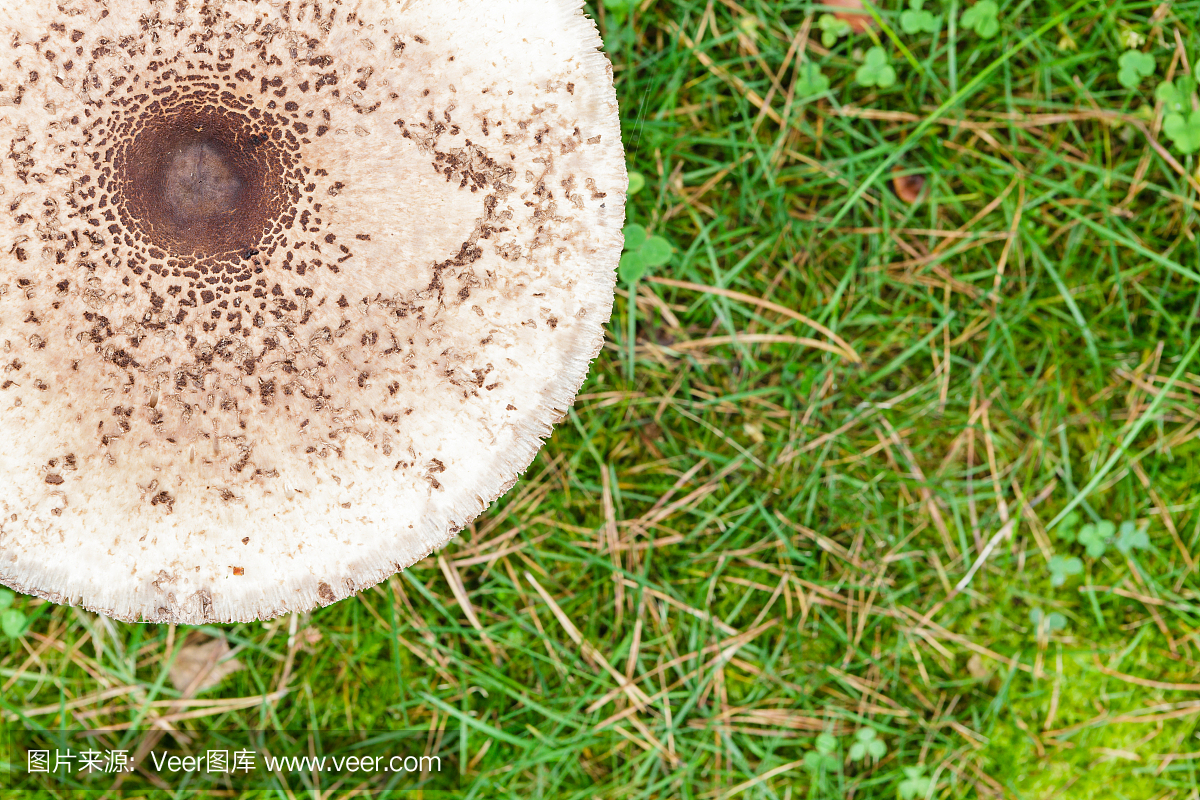 形状伞蘑菇在绿色的草顶视图背景