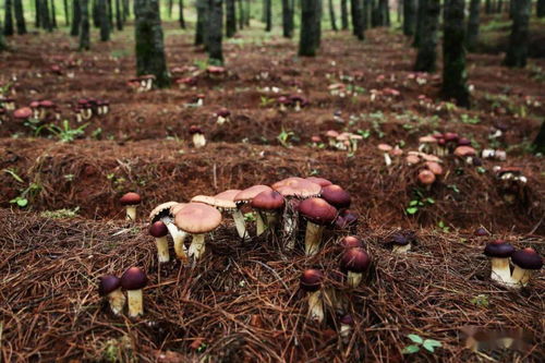巧家县探索发展林下食用菌产业助力脱贫攻坚