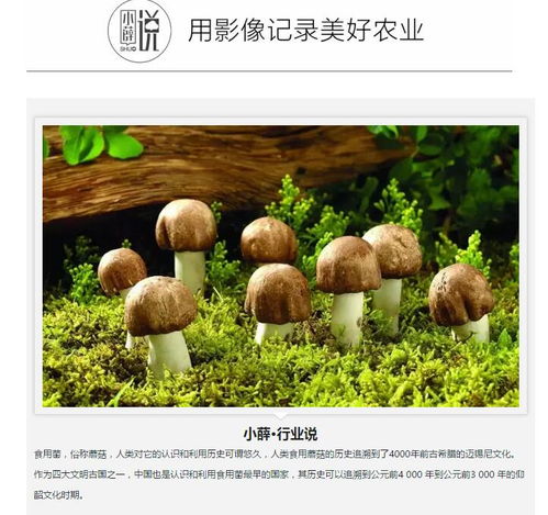 食用菌产业的发展现状及前景 2