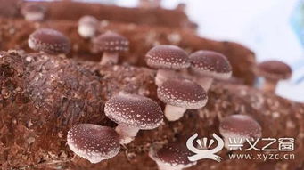 直击现场 2019中国 贵州食用菌产业发展大会安龙食用菌成果展示