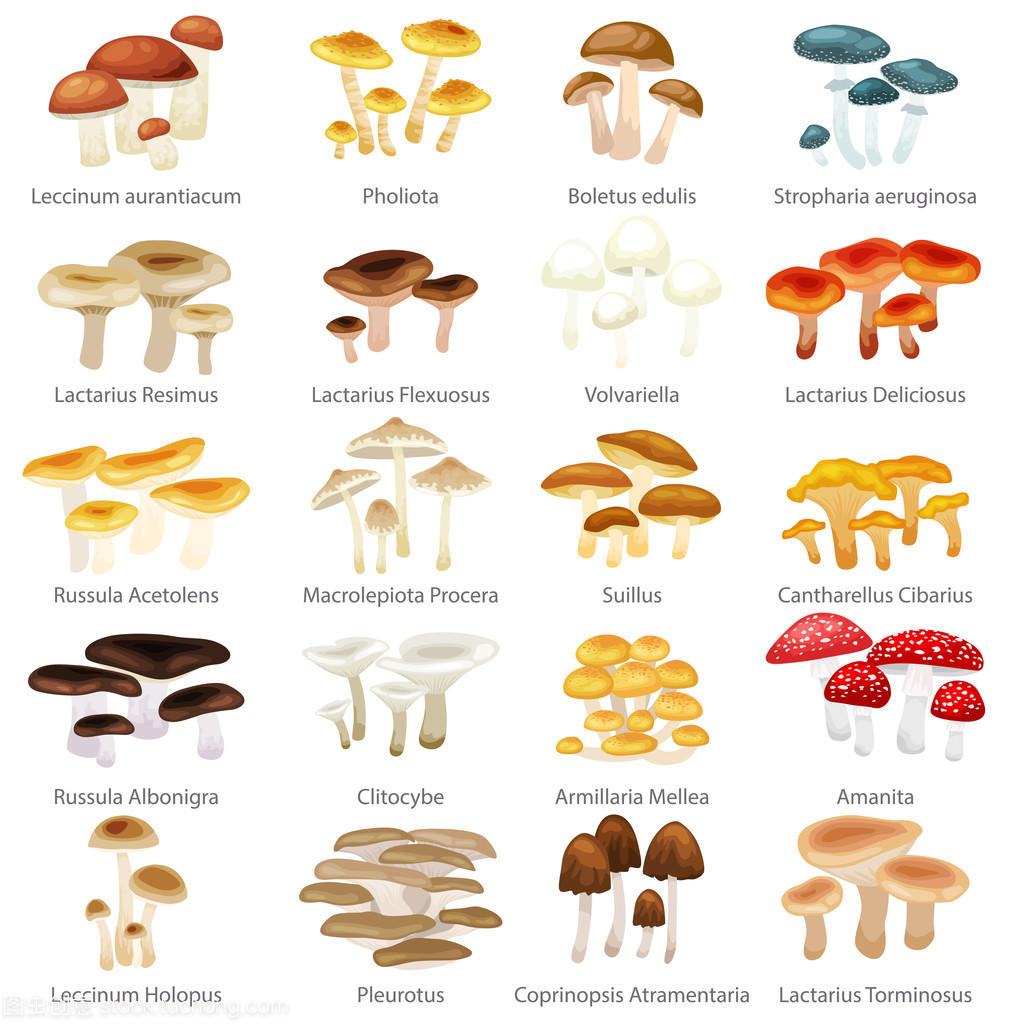 Vector isolated edible natural mushrooms in nature set, organic vegetable food collection of illustrations, forest mushrooms set.